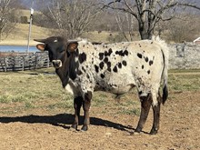 Rags to Riches/Jaguar bull