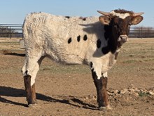 AM ROSE'S RUBY x HL HEADS UP 25