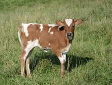 BERETTA 21 HEIFER