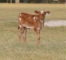 20 Gauge x All the Stars Heifer Calf