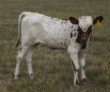 Outback Angie Heifer