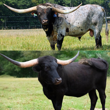 🔵🦆Heads Up x Noble Oil