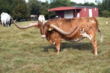 Brazos Hosanna