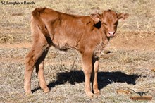 SEL REB'S IRON ALLIE