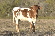 Hangin Tuff x Diamond heifer