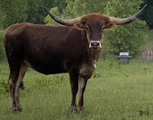 AML White Tail's Splendor