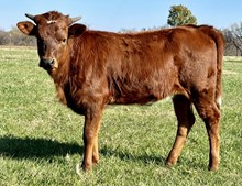 Foxy 24 Heifer