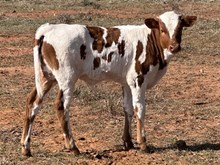 PEYOTE LM