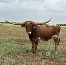 IM Bull 29/23 K