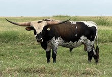 IM Bull 6/23 K