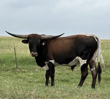 IM Bull 23/23 K