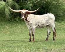 IM Headed to Vanhorn Texa