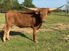 Trixie 23 Heifer 