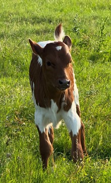 NACC AWESOME EXAMPLE