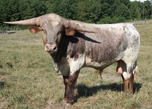 M7 Double Jack