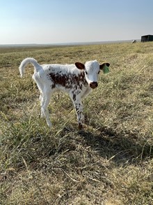 CACTUS JACK X  TUFF FLOWER heifer twin