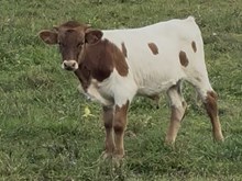 2025 Bull (June Bug)