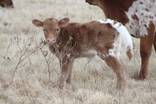 2021 Swiss Miss Heifer