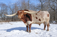 Riverforks Top Notch