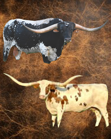 EMBRYO HEIFER SEXED (4)