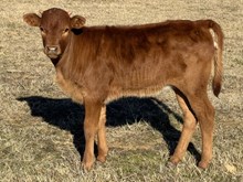 Majesty 25 Heifer 