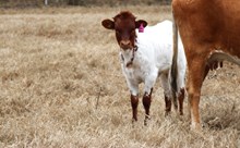 2025 Fifty Bombs Heifer