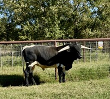 PCC Cat Scratch Fever