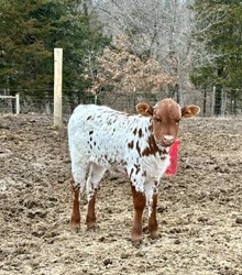 4W Chisholm's June x Rural Safari Son Heifer Calf