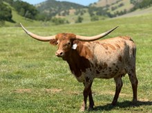 SLL SAVANNA