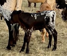 JH Rural Safari Son x Epoxy 2022 bull
