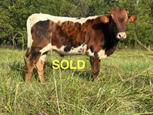 Rusty's Profited Journey