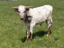 A&S Gus