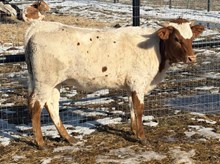 J7 AWESOME HEADS SIOUX 🇺🇸