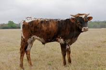 bull rebel woman x hl heads up 