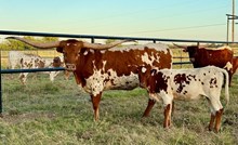 M2 SWEET CAROLINE 2022 🇺🇸