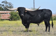 RJF BLACK MAGIC -  TAG 267