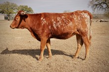 BCR Downtown Lights 437