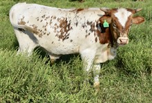 HUBBELL'S 20 GAUGE X CORNELIA MARI bull