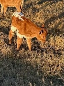 HEIFER TRUE TO TRADITION X HL HEADS UP