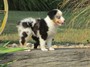 LEXIE JOLINE   ---LONGHORN CATTLE DOG 