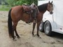 Joseph, a new cow pony. Working out good.